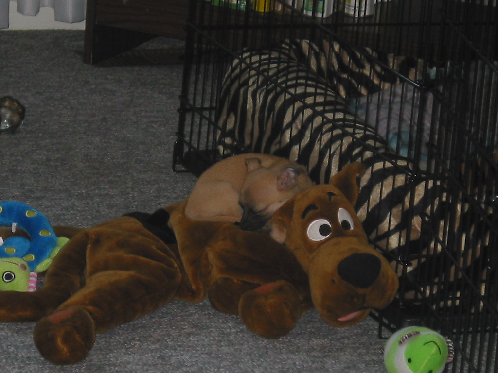 Speedy and Scooby Doo!!