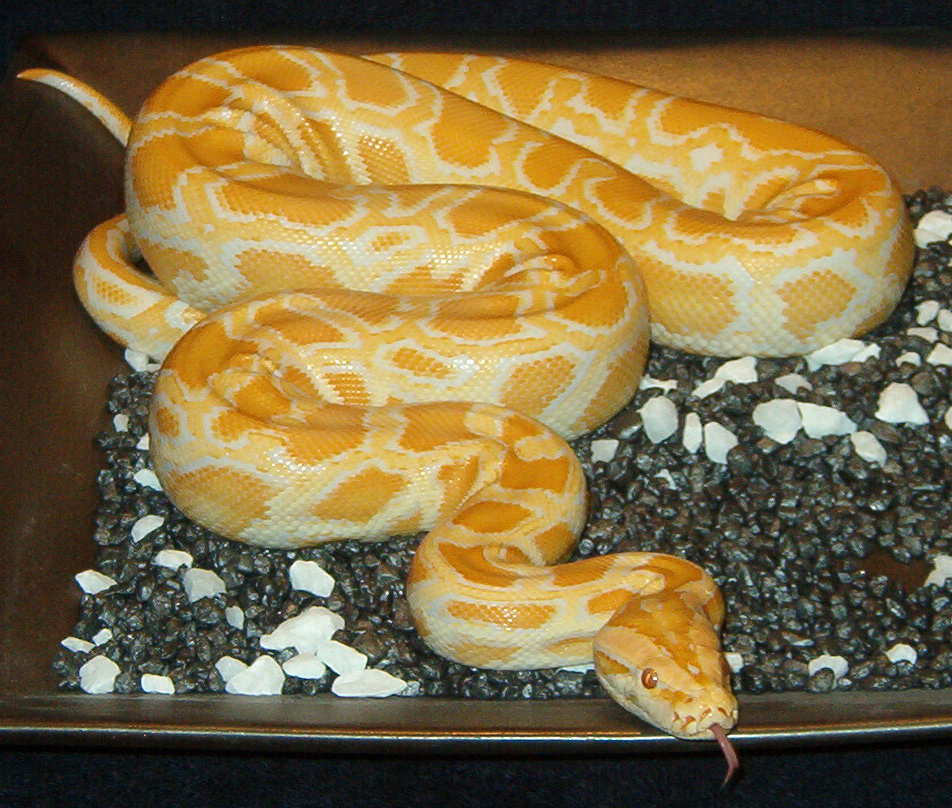Albino Burmese