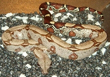 Guyanan Red Tail