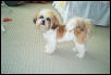 Second Haircut