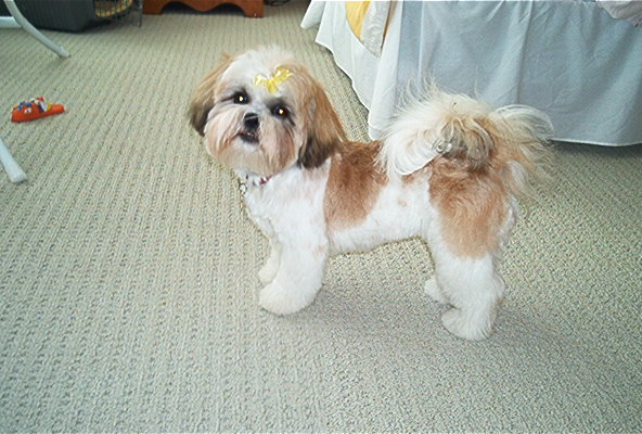 Second Haircut