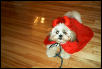 Chloe the Devil