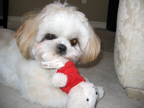 Chewing beanie