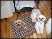 Chloe and Oscar the Yorkie