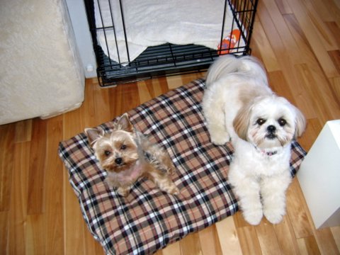 Chloe and Oscar the Yorkie