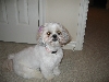 Chloe - 1 yr 7 months