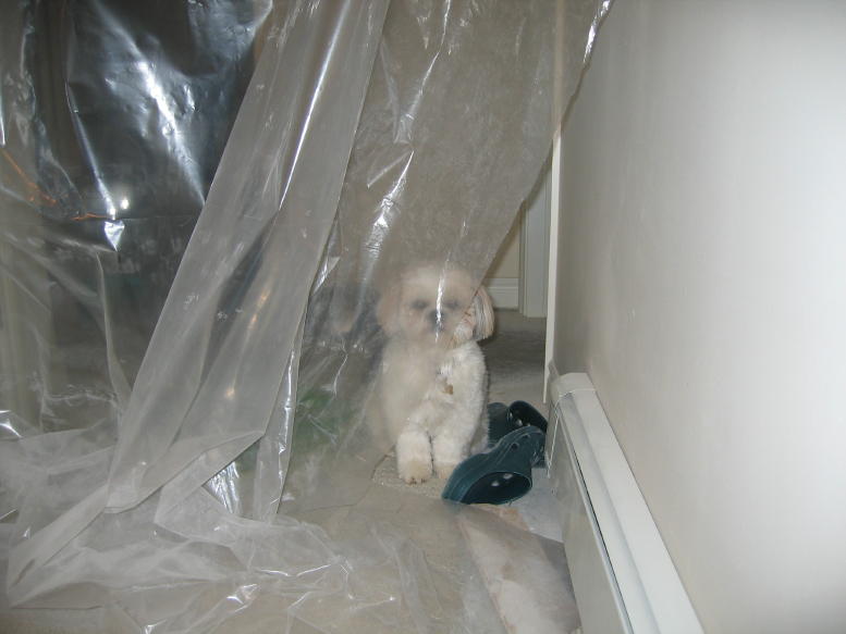 Chloe doesn't like paint