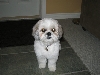 Just clipped - 2 yrs old