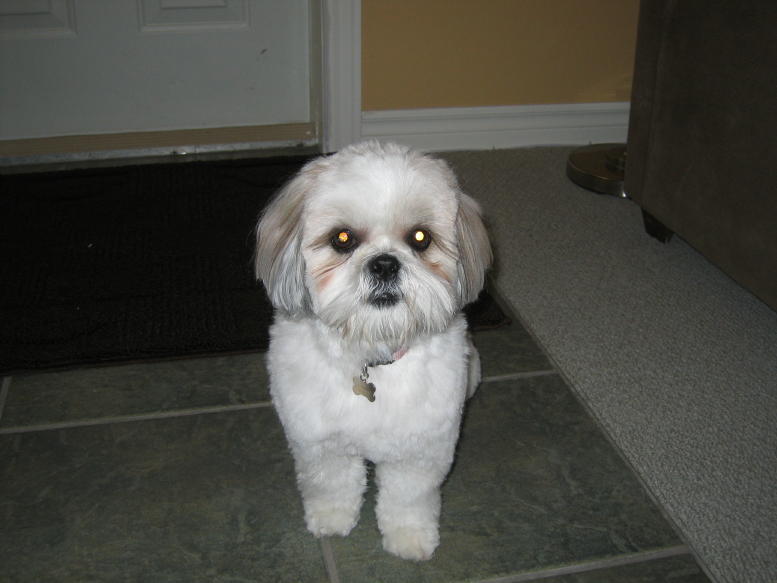 Just clipped - 2 yrs old