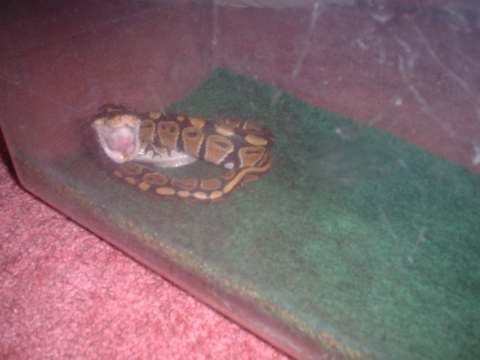 Eating