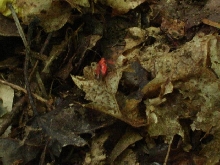 red bug