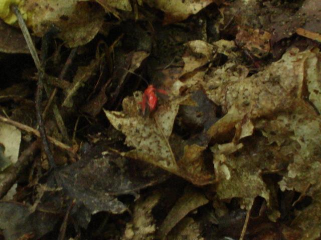 red bug