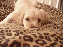 Abbie