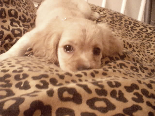 Abbie