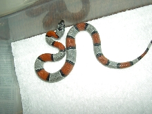 F2 Loma Alta female