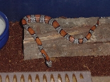full belly after 1st thawed pinky