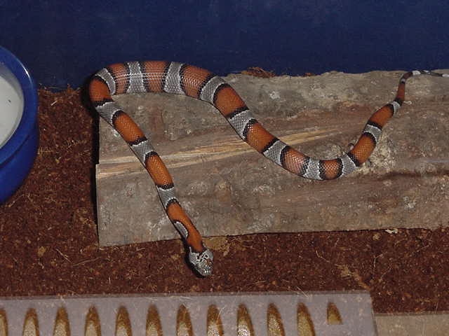 full belly after 1st thawed pinky