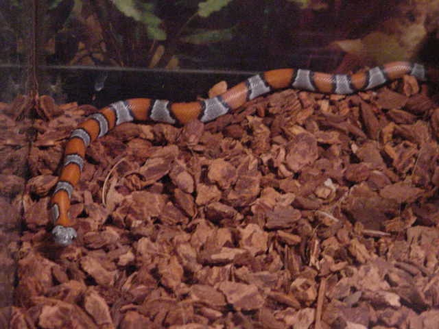CB male grayband blair phase