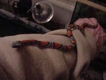 blairs phase CB male