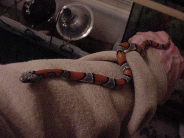 blairs phase CB male