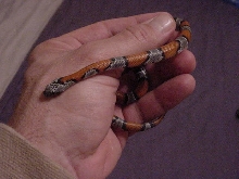 F2 Loma Alta male