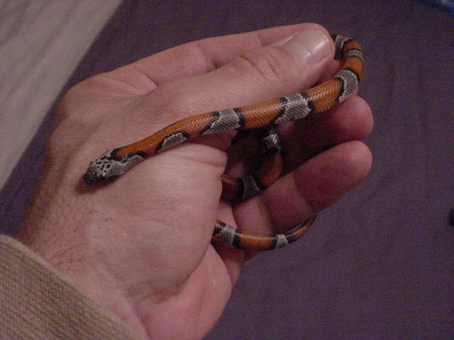 F2 Loma Alta male