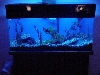 cichlids