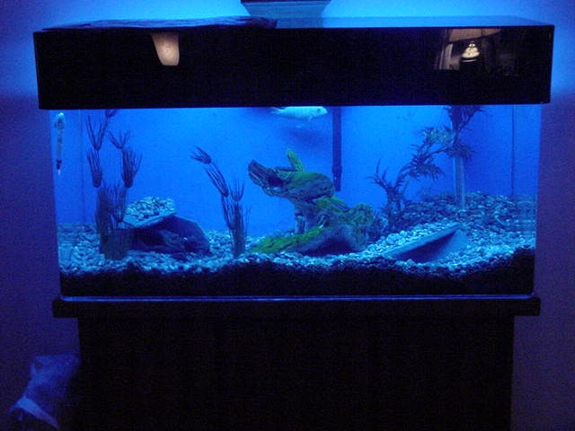 cichlids