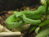 viper strike