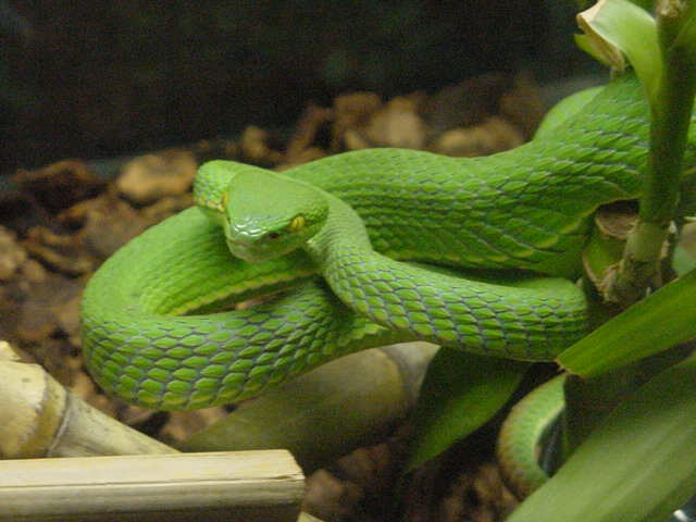 viper strike