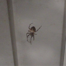 Unknown from northern IL