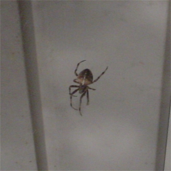 Unknown from northern IL