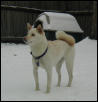kiko in the snow