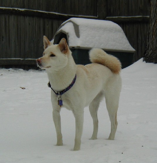 kiko in the snow