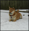 kona in the snow