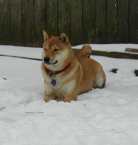 kona in the snow