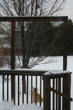 Kona and the squirrel