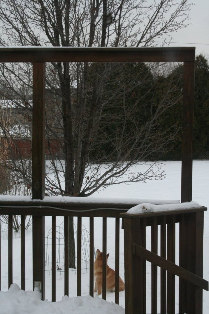 Kona and the squirrel