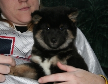 Kaia puppy