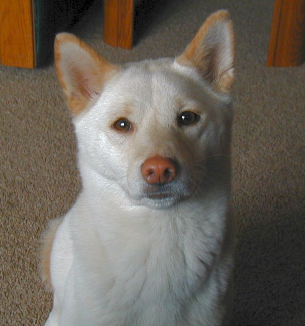 kiko girl