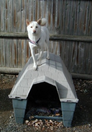 kiko aka snoopy