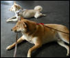 kona and kiko checking it out
