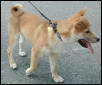 a shiba babie at the meet and greet