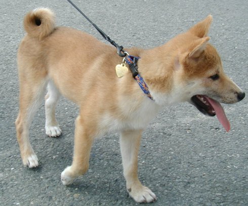 a shiba babie at the meet and greet