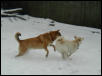 shiba play