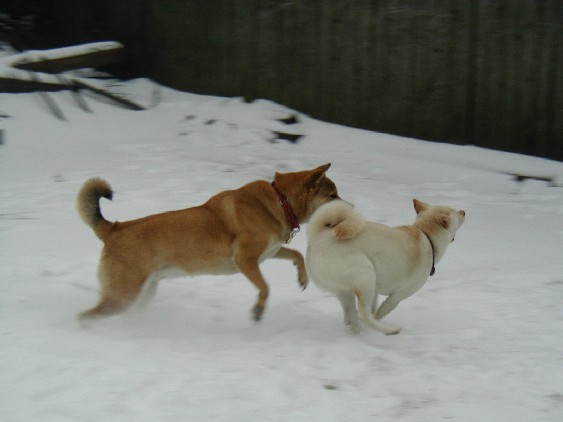 shiba play