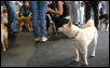 so many dogs!