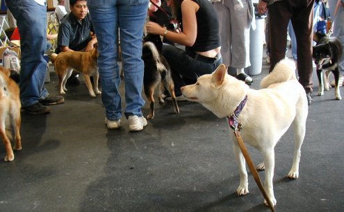 so many dogs!