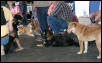 more shibas and people