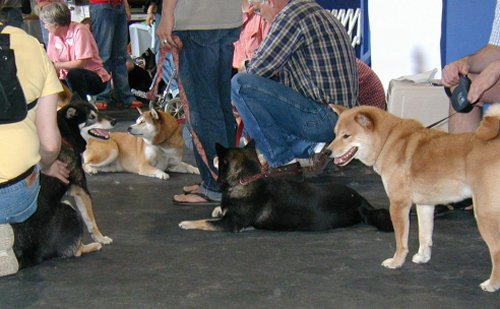 more shibas and people